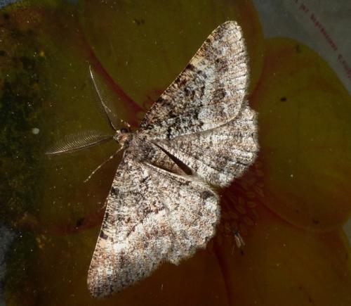 Selidosema taeniolaria